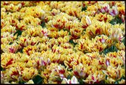 vvbvanbree tulpen1820 